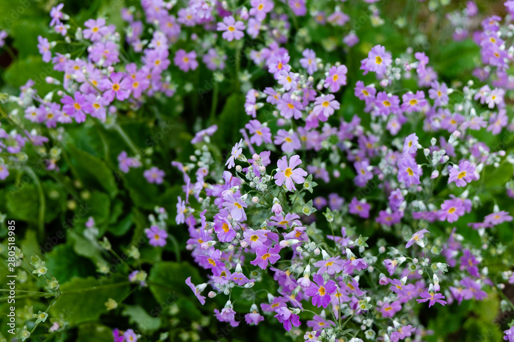Flower garden for graphic use. Space for text. Flower garden for graphic use. Space for text.