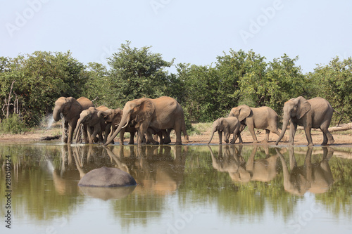 Afrikanischer Elefant / African elephant / Loxodonta africana