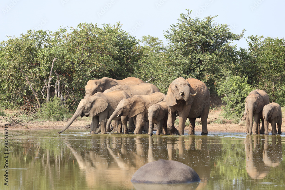 Fototapeta premium Afrikanischer Elefant / African elephant / Loxodonta africana