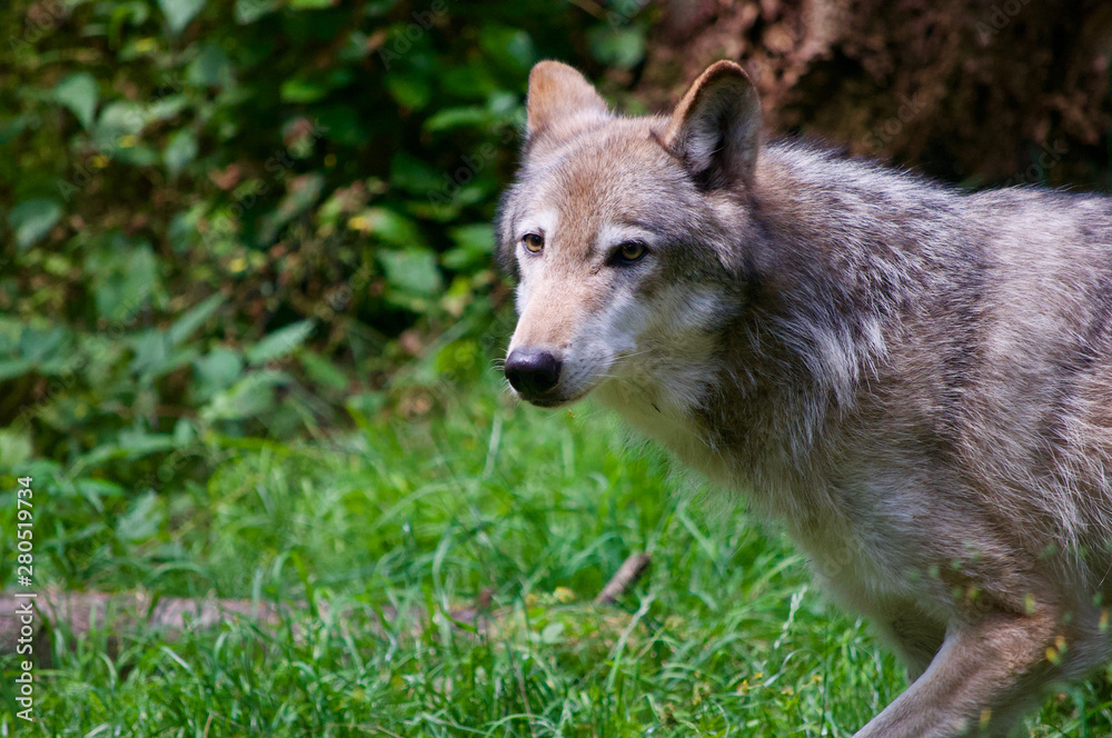 gray wolf walks through grassy forest