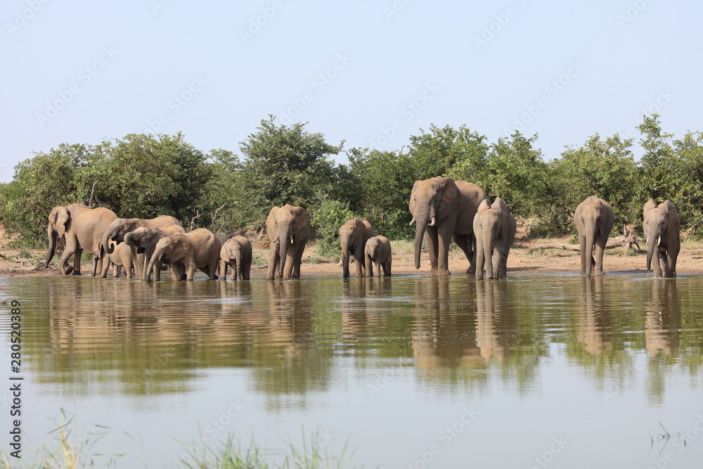 Obraz premium Afrikanischer Elefant / African elephant / Loxodonta africana