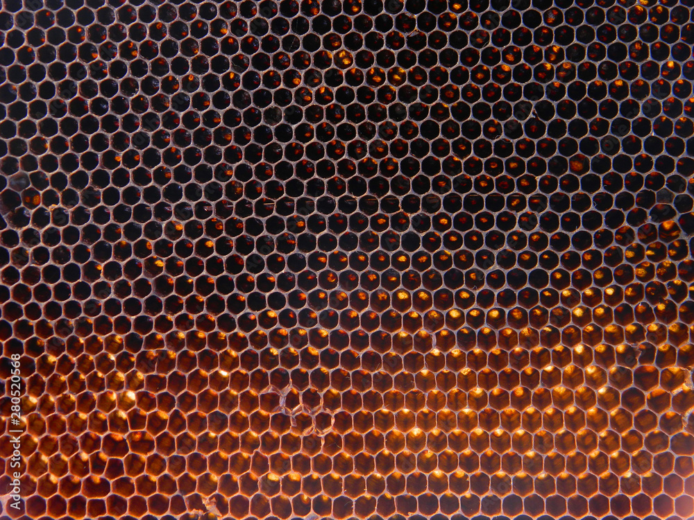 dry honeycombs as background dry honeycombs as background