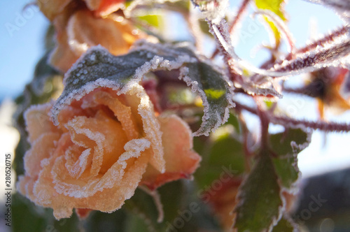 Rose flower and leaves encrusted with frost 
