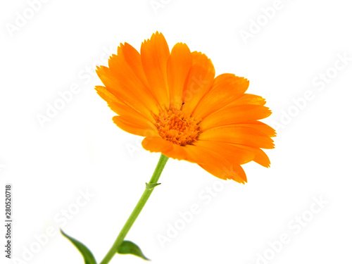 flower isolated on white background