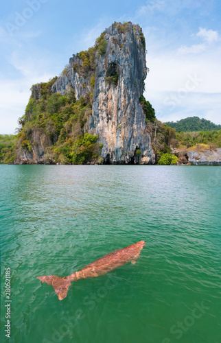 Endangered Thai Dugong swimming in  tropical sea and breathe in crystal clear water. Sea cow looks up and take a breath on sea surface. Koh Libong, Trang, dugong is the symbol of Trang, Thailand.