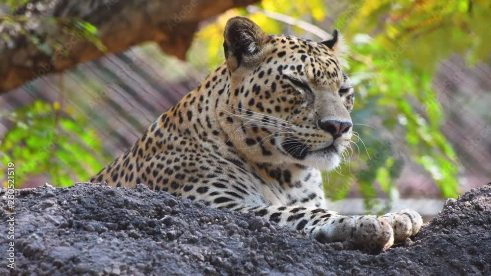 cheetah closeup shot jungle trees background zoo cheetah closeup shot jungle trees background zoo