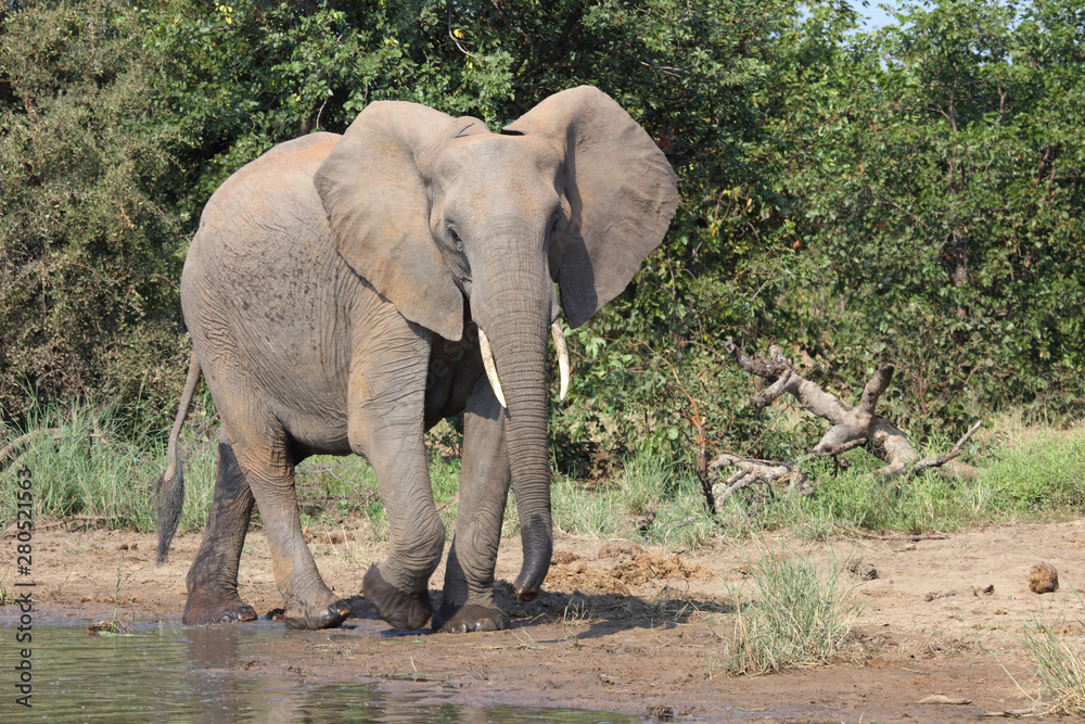 Fototapeta premium Afrikanischer Elefant / African elephant / Loxodonta africana