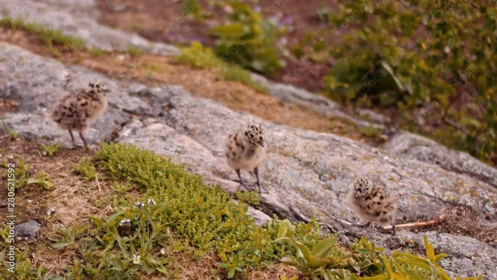 Mew gull chicks, on one of the around 30.000 islands and inlets that form the Stockholm archipelago, in Sweden. Mew gull chicks, on one of the around 30.000 islands and inlets that form the Stockholm archipelago, in Sweden.
