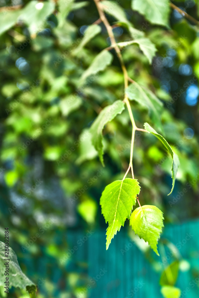 Obraz premium green birch leaf