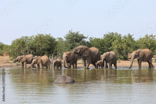 Afrikanischer Elefant / African elephant / Loxodonta africana