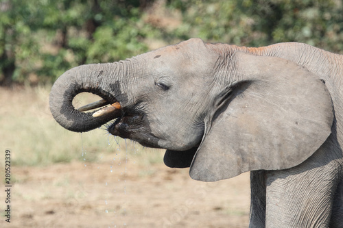 Afrikanischer Elefant / African elephant / Loxodonta africana