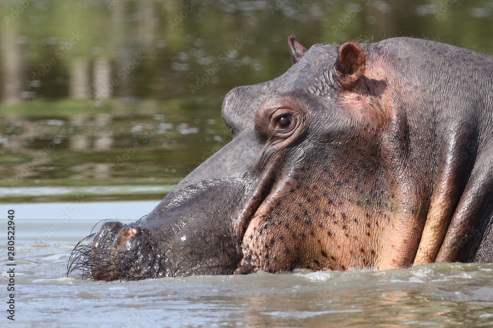Flußpferd / Hippopotamus / Hippopotamus amphibius Flußpferd / Hippopotamus / Hippopotamus amphibius