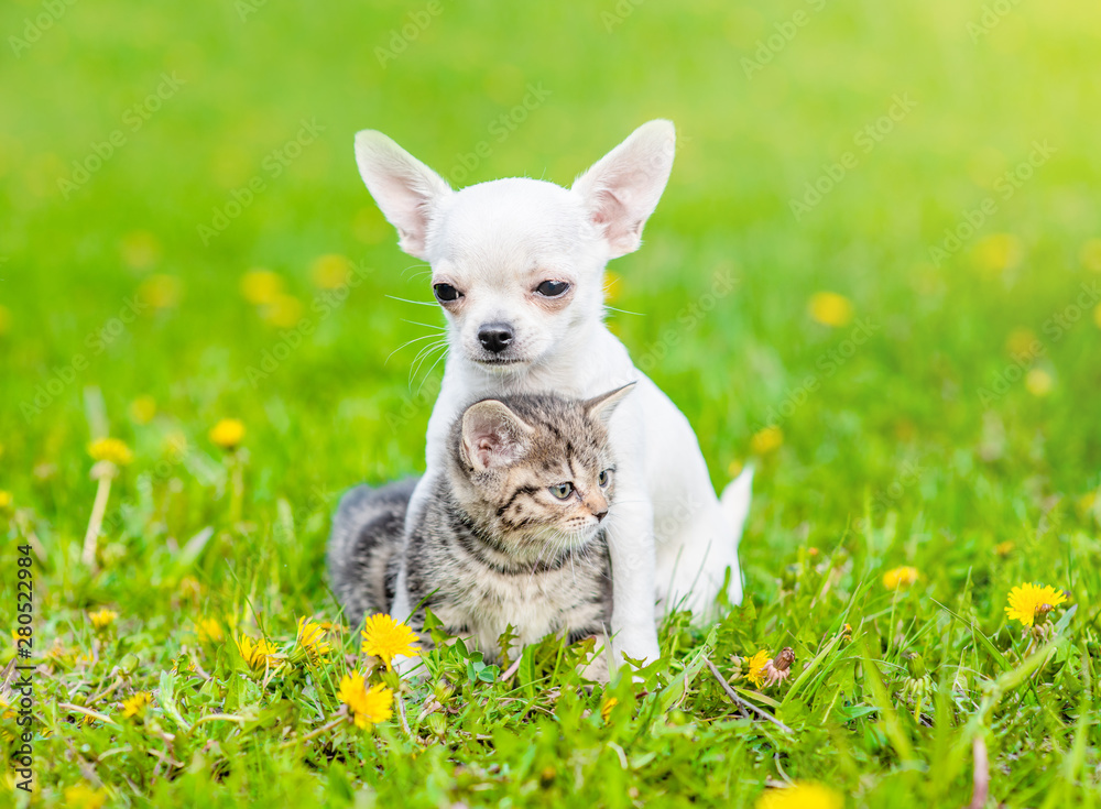 Chihuahua puppy embracing kitten on green summer grass