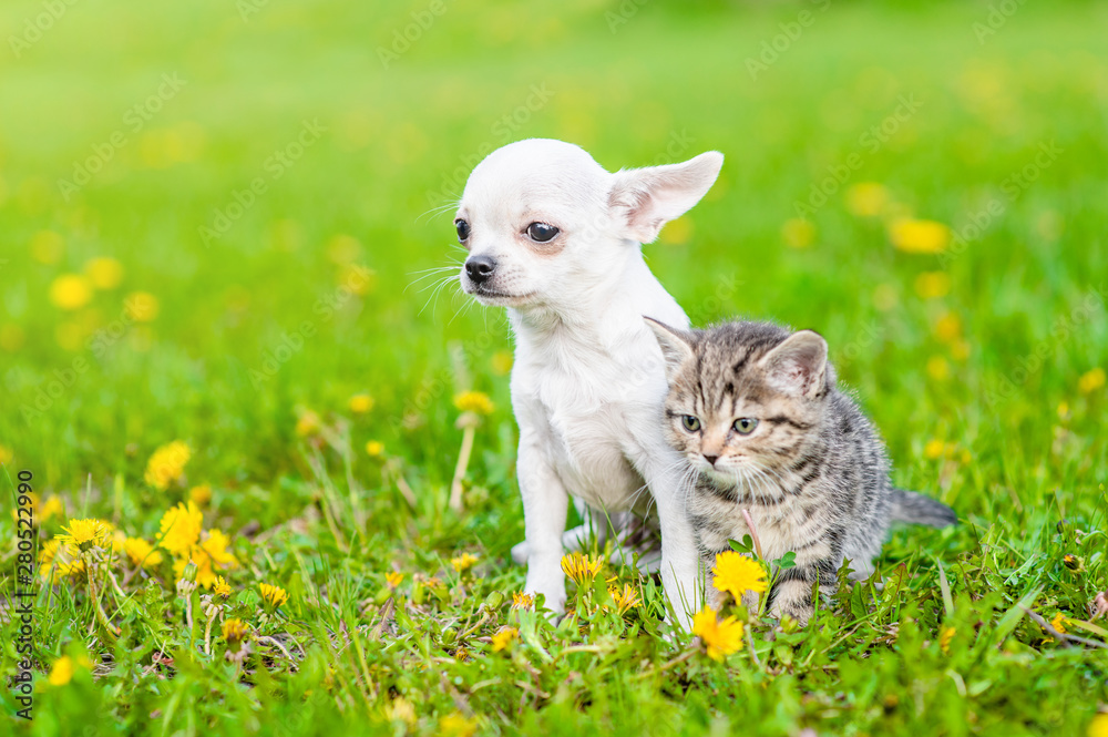 Chihuahua puppy and a kitten sitting together on green summer grass and looking away. Empty space for text