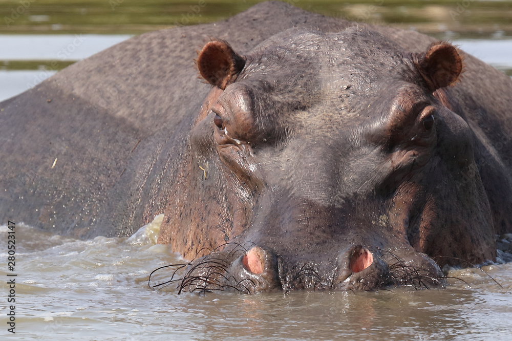 Flußpferd / Hippopotamus / Hippopotamus amphibius Flußpferd / Hippopotamus / Hippopotamus amphibius