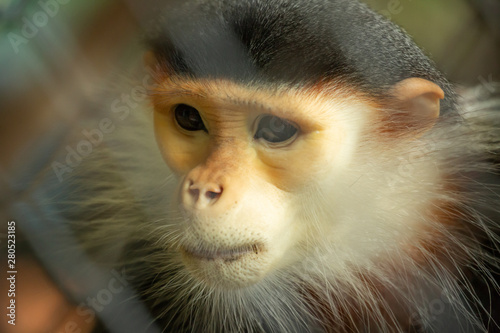 Photography emotional loneliness monkey cage Close up