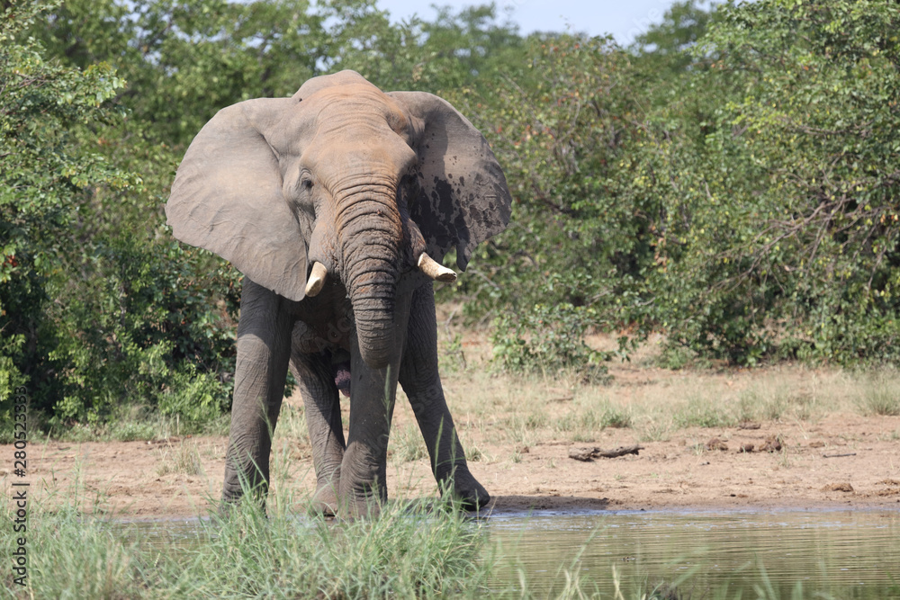 Fototapeta premium Afrikanischer Elefant / African elephant / Loxodonta africana