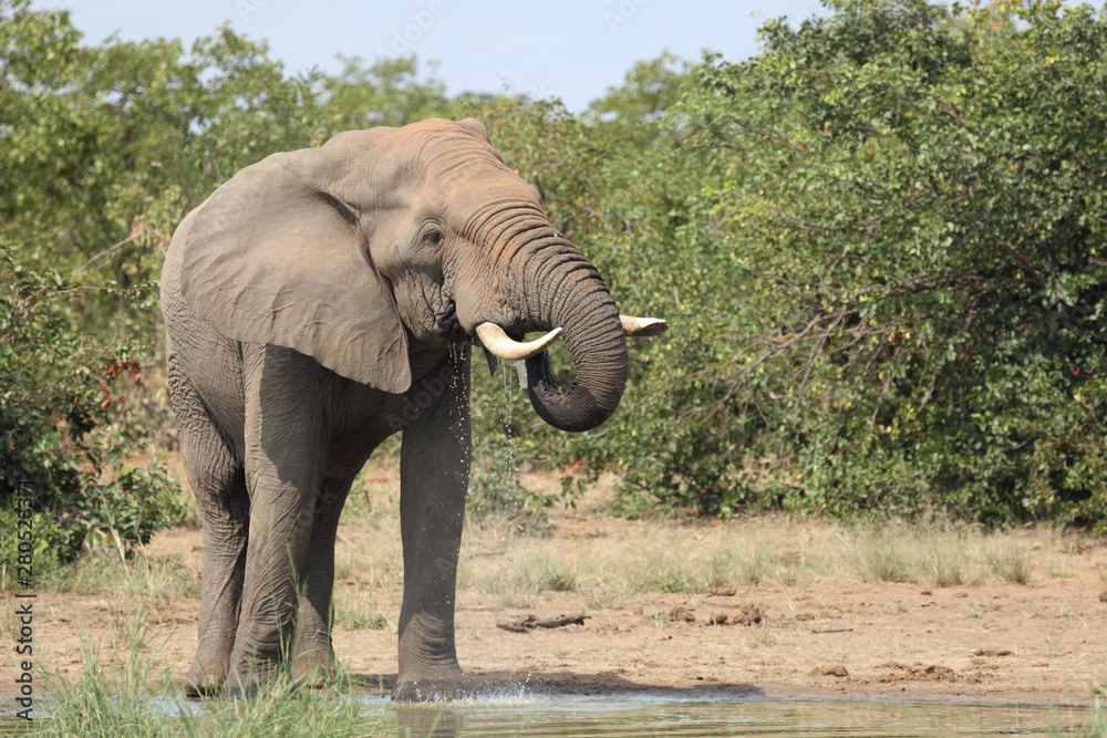 Obraz premium Afrikanischer Elefant / African elephant / Loxodonta africana
