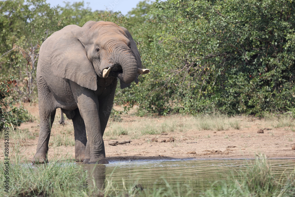 Obraz premium Afrikanischer Elefant / African elephant / Loxodonta africana