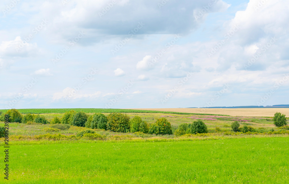 boundless beautiful field on a sunny day