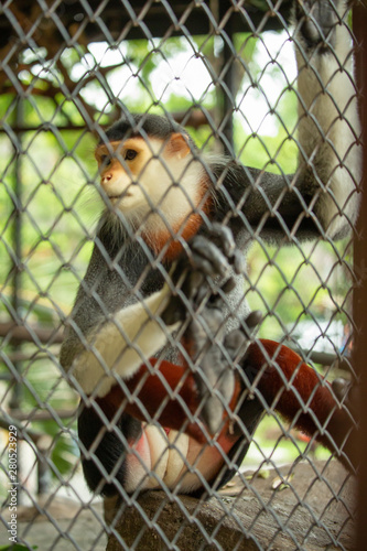 emotional loneliness monkey caged Close up © Apichit