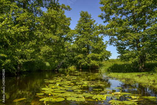 lake in the forest