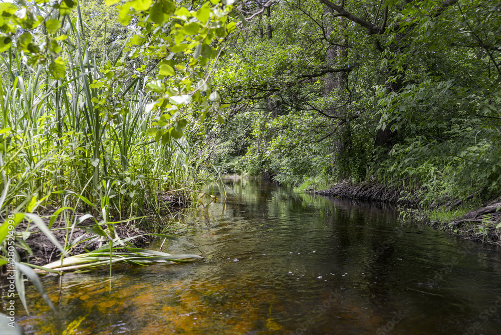 Obraz premium river in forest