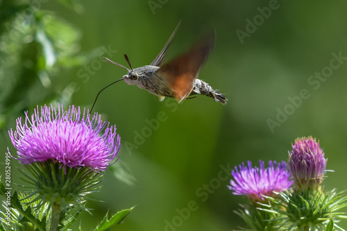 Allphotokz Butterflies 20190722 0336 D810  photo