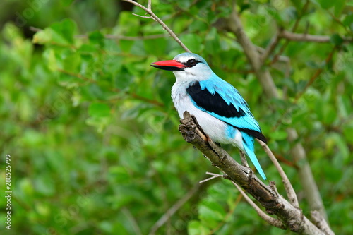 Woodland Kingfisher © Bernhard Bekker