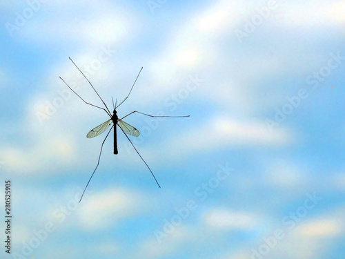 Macro of mosquito on blue sky background