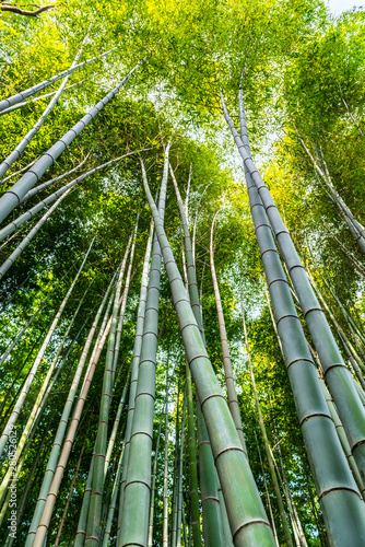 beautiful green bamboo forest, tourist famous place in Japan, Kyoto, Arashiyama, background
