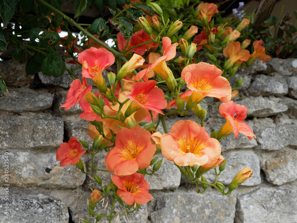 Campsis grandiflora Chinese trumpet vine or chinese trumpet creeper
