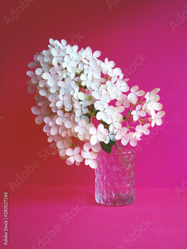 Hydrangea white colored flowerhead