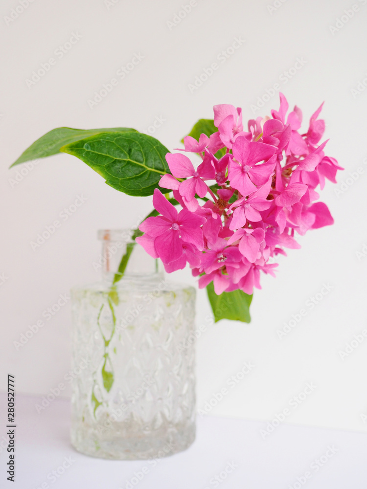 Hydrangea pink colored flowerhead Hydrangea pink colored flowerhead