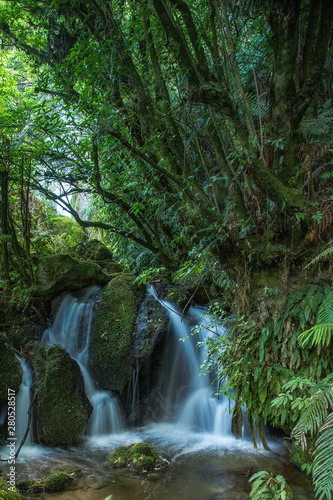 small waterfall deep in lush native bush