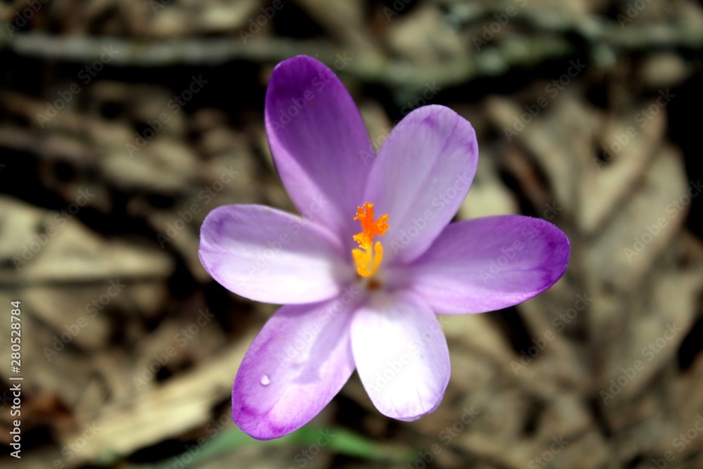 spring crocus flowers spring crocus flowers