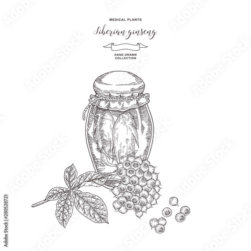 Siberian ginseng plant  hand drawn. Root, leaves and berries of Ginseng isolated on white background. Medicinal plant collection. Vector illustration.