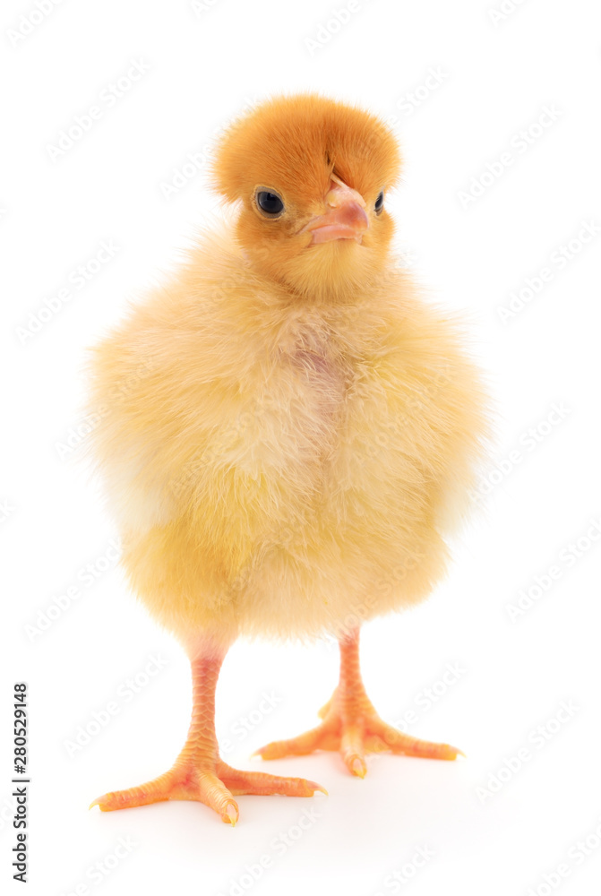 Fototapeta premium Small yellow chicken