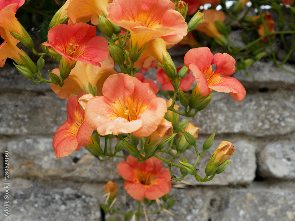 Chinese trumpet creeper stock photo. Image of meaning - 75983432