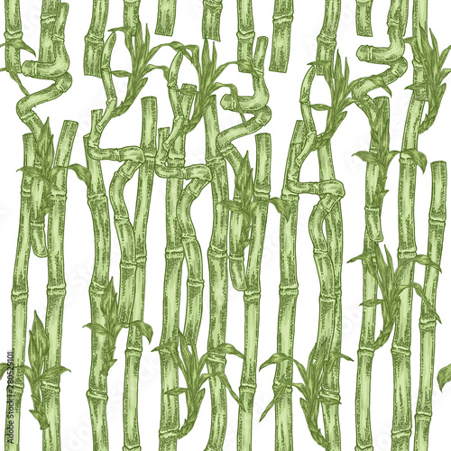 Seamless pattern with bamboo plant. Hand drawn green leaves and branches of bamboo isolated on white background. Vector illustration.