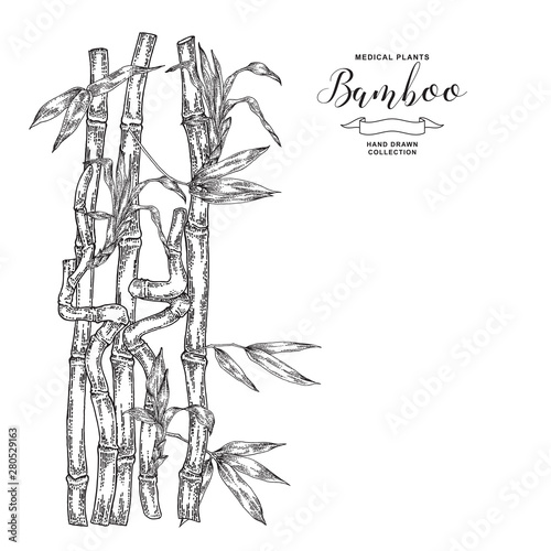 Bamboo plant. Hand drawn leaves and branches of bamboo isolated on white background. Vector botanical illustration.