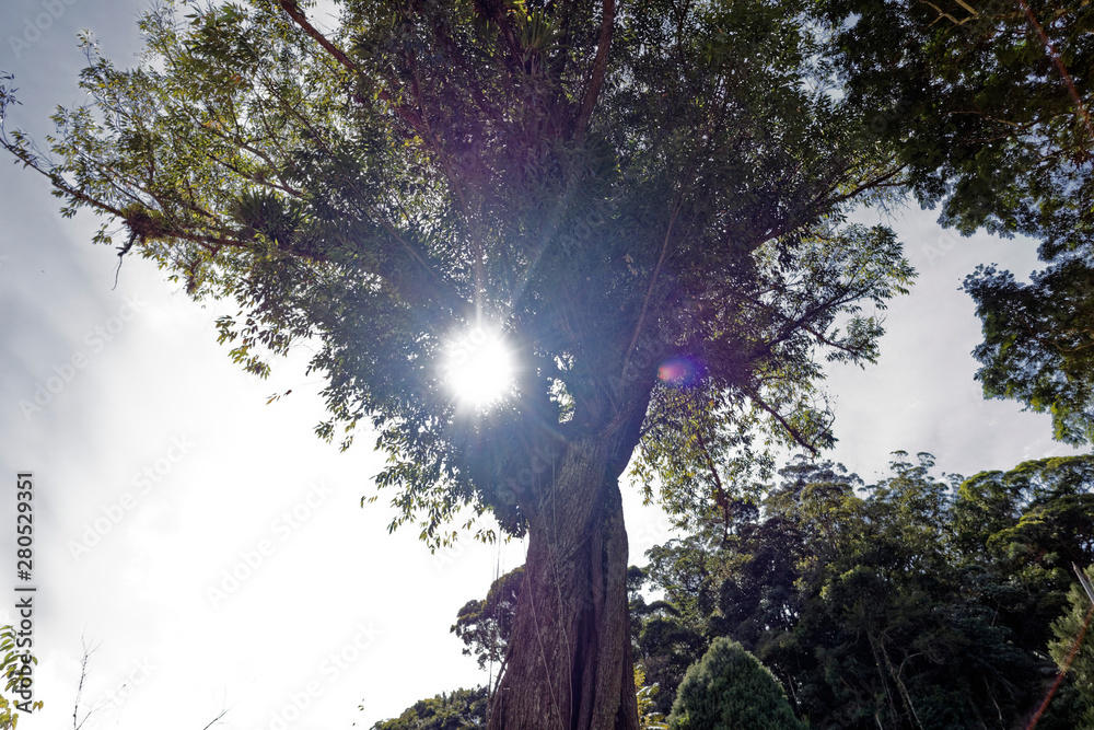 Obraz premium tree