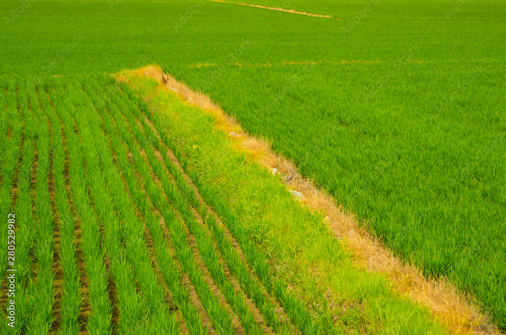 Obraz premium green rice field