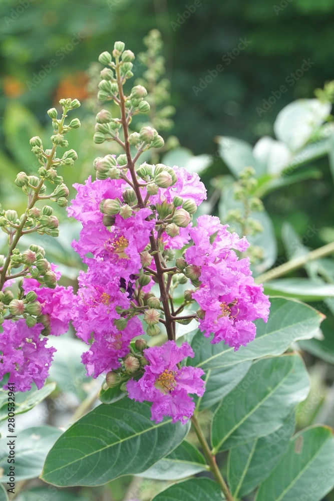 Lagerstroemia speciosa flower in nature garden Lagerstroemia speciosa flower in nature garden