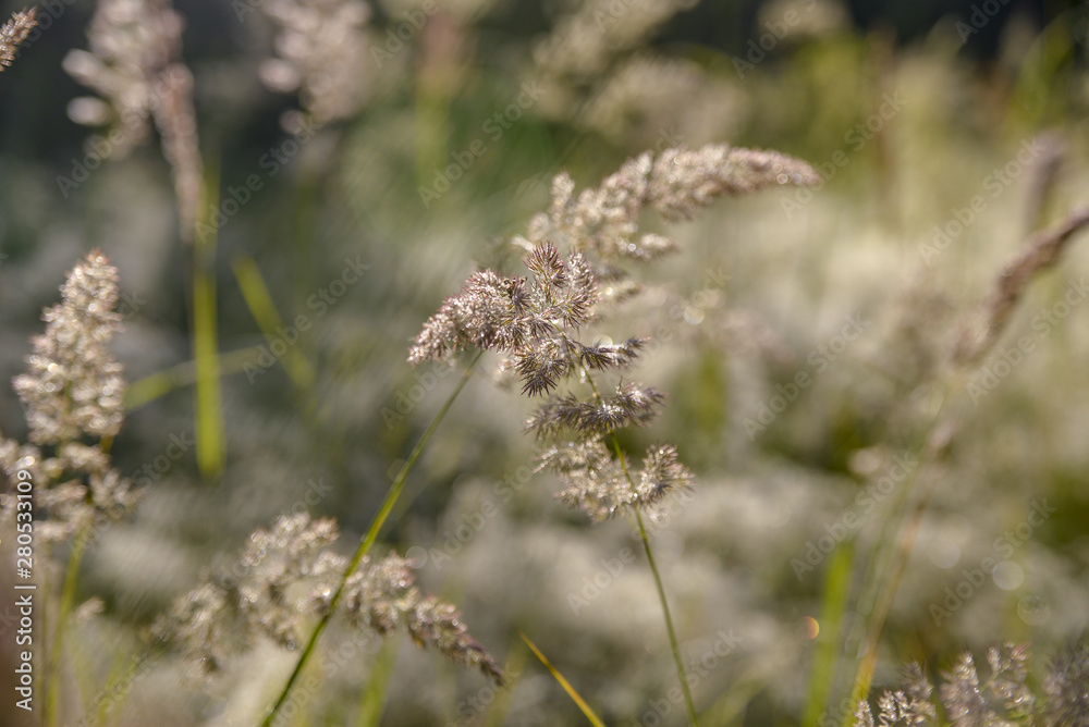 morning dew on the grass morning dew on the grass