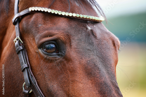 Horse, head in close-up of the eye, with gray shadow on the eyeball..