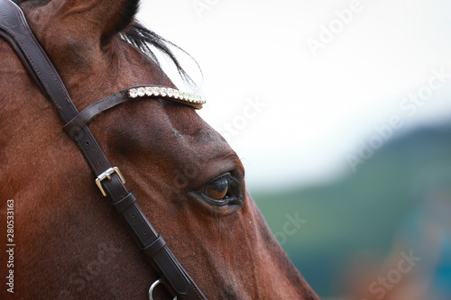 Horse, head in close-up of the eye, with gray shadow on the eyeball..