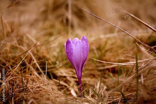 Φωτογραφία An autumn crocus on field