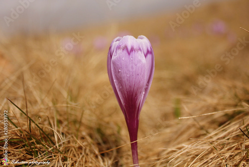 Εκτύπωση καμβά An autumn crocus on field