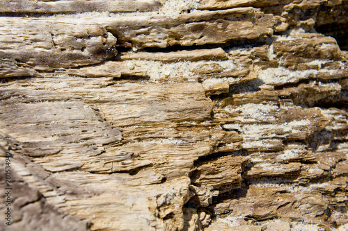 Texture of dry old wood burnt by fire, sun dried lying on a sandy seashore